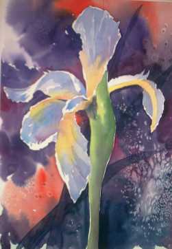 Iris