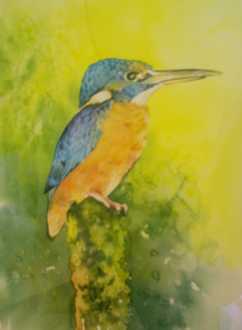 Kingfisher