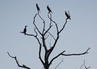 IMGP3853  The Cormorant Tree.